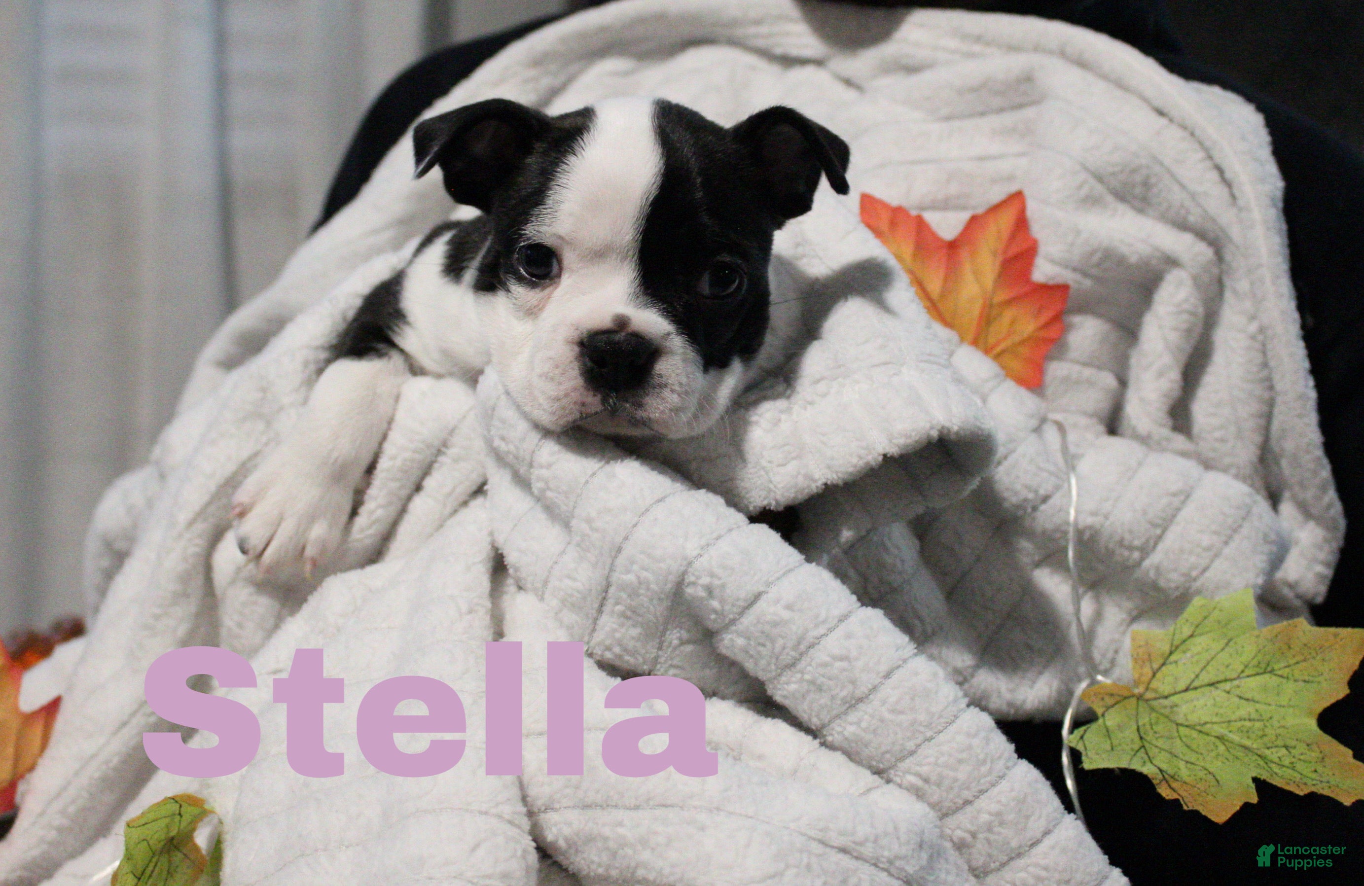 Boston Terrier dogs Stella - Ad 2