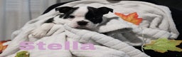 Boston Terrier dogs for sale: Stella - Ad 1