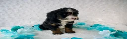 Mini Bernedoodle dogs for sale: Ms. Chocolate Crunch - Ad 3