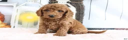 Mini Goldendoodle dogs for sale: Murphy - Ad 1
