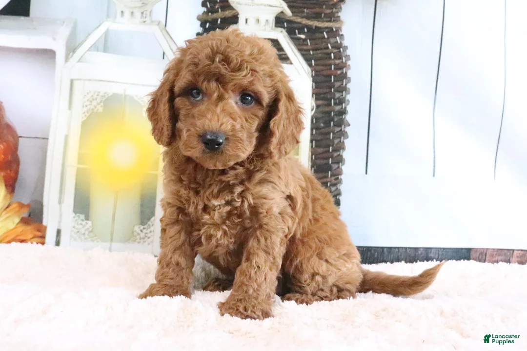 Mini Goldendoodle dogs for sale: Murphy - Ad 1