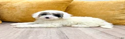 Miniature Poodle dogs for sale: Buddy - Ad 3