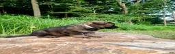 German Shepherd dogs for sale: German Shepherd 9 Tracker - Ad 4