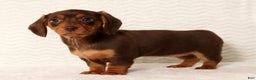 Miniature Dachshund dogs for sale: Remi - Ad 7