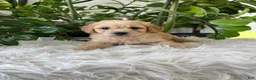 Mini Goldendoodle dogs for sale: Chip - Ad 4