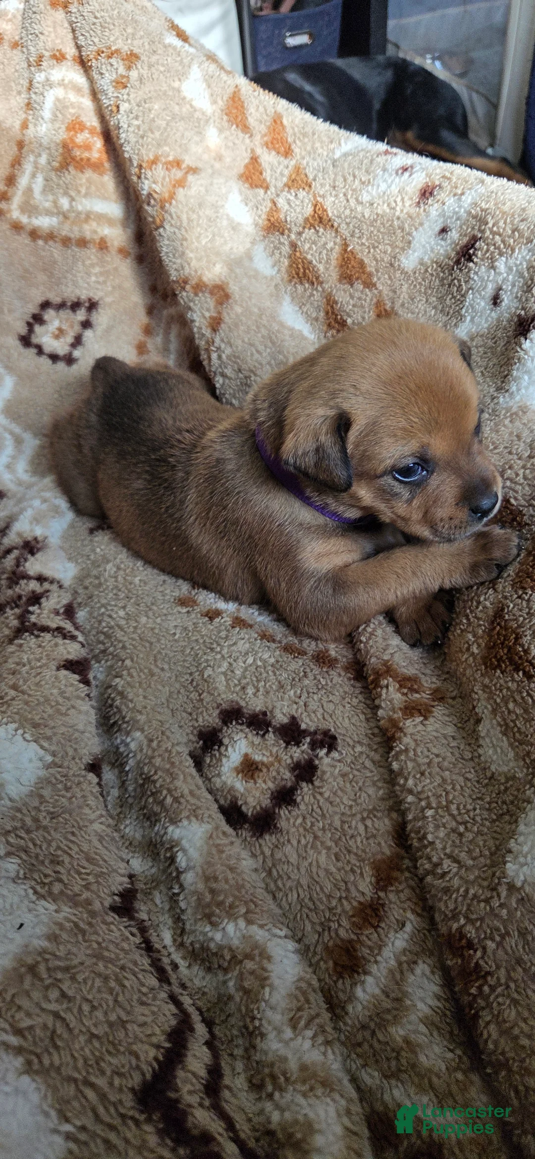 Mixed Breed dogs for sale: Sweet Pea - Ad 2