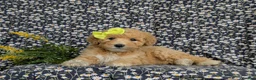 Mixed Breed dogs for sale: Mitzi Hypoallergenic - Ad 7
