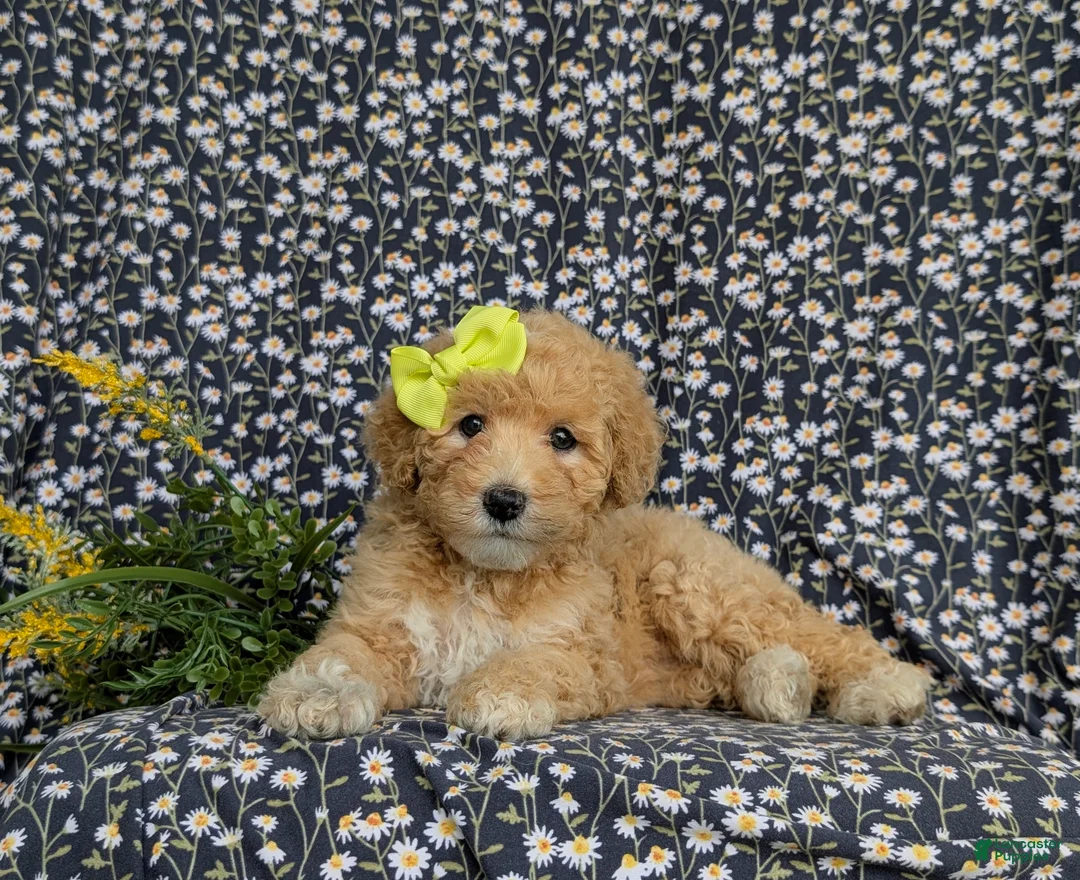 Mixed Breed dogs for sale: Mitzi Hypoallergenic - Ad 7