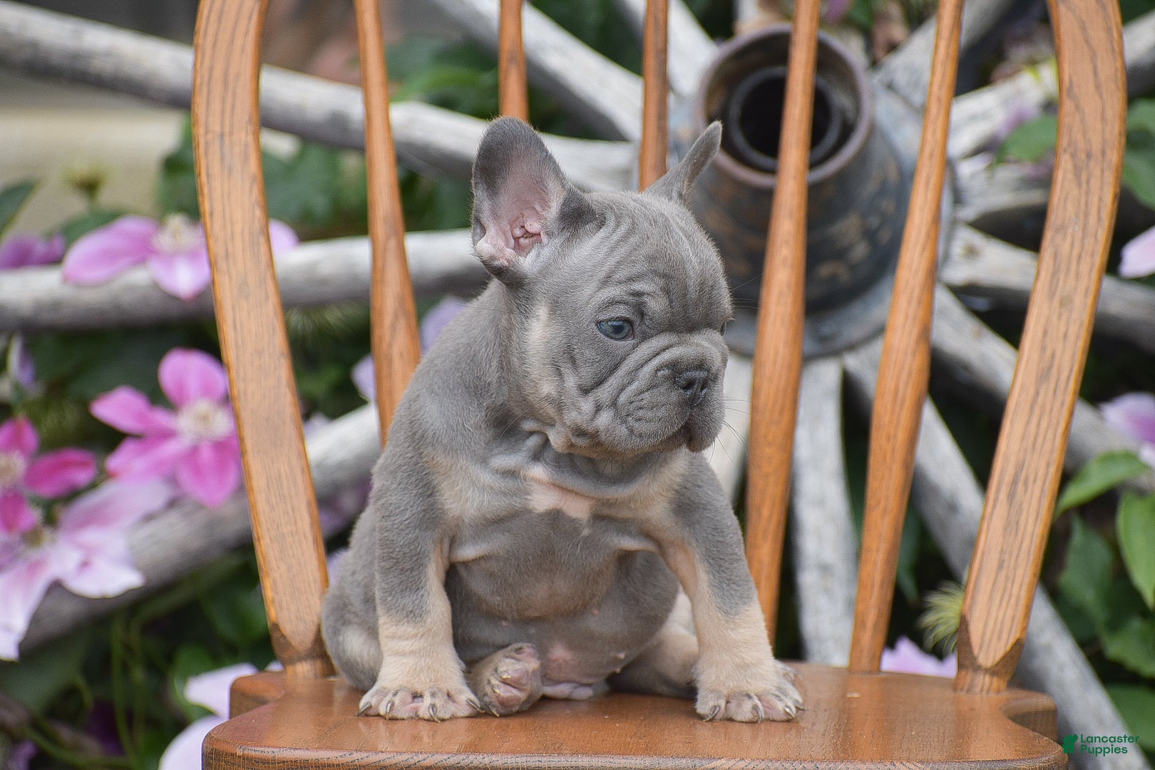 French Bulldog dogs Zayne - Ad 2