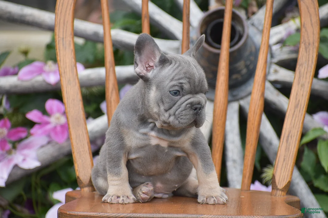 French Bulldog dogs for sale: Zayne - Ad 2