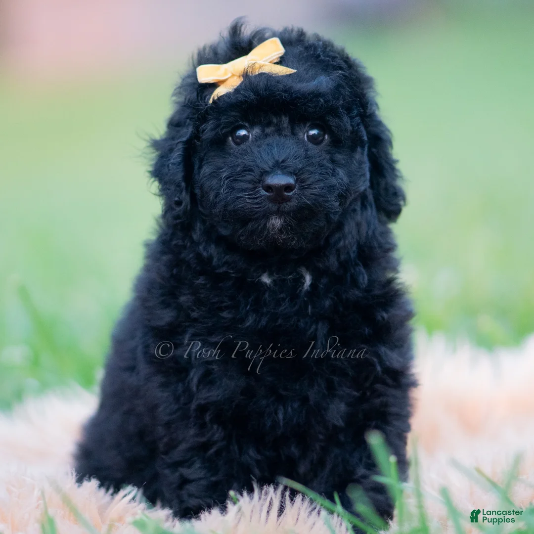 Mini Goldendoodle dogs for sale: Billy - Ad 6