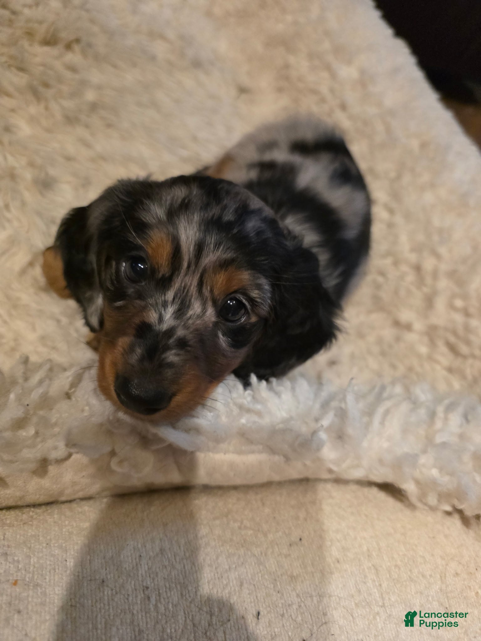 Miniature Dachshund dogs Miniature Dachshund 2 - Ad 2