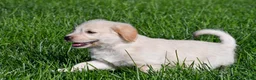 Labradoodle dogs for sale: Sally - Ad 8
