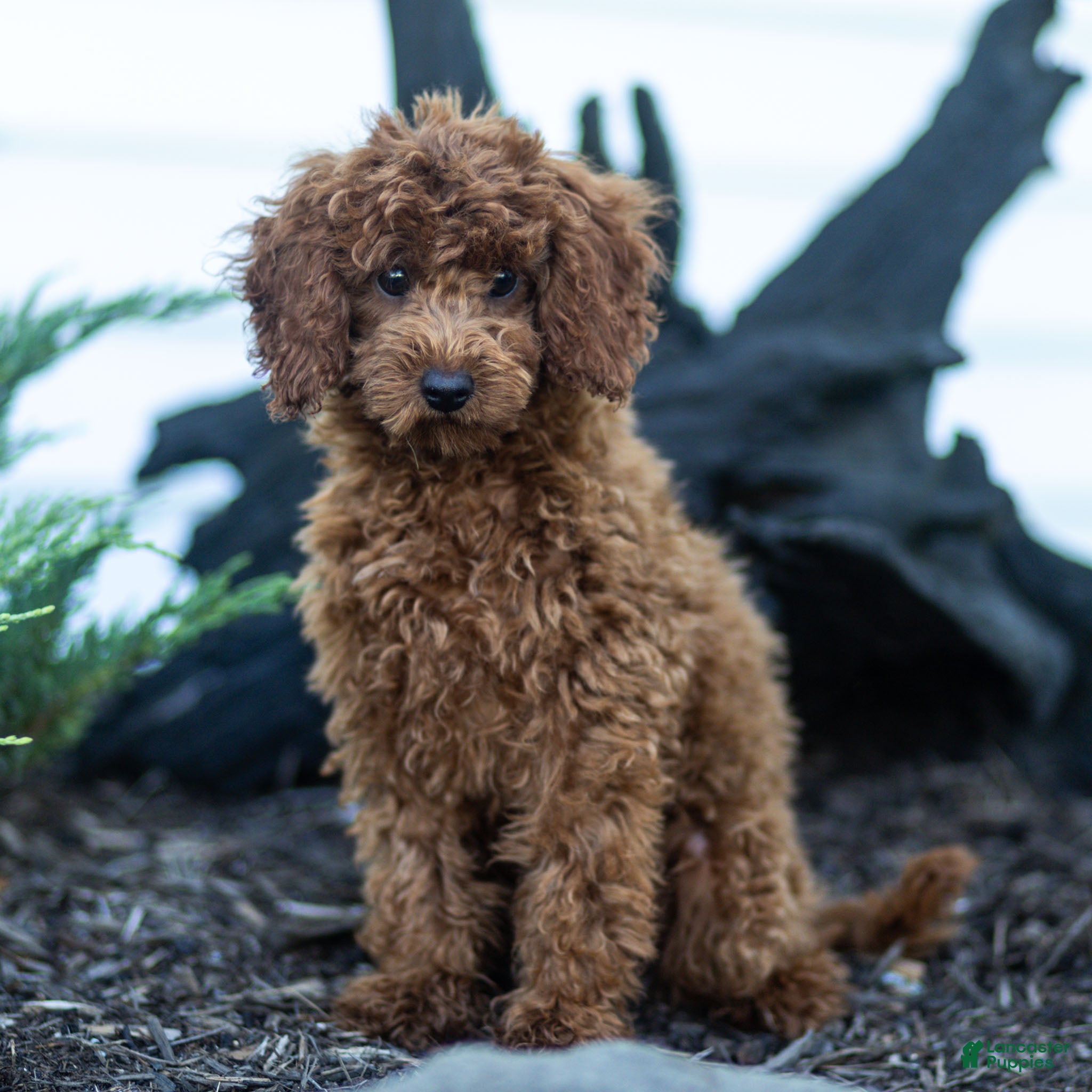 Toy Poodle dogs Roxy Toy Poodle Puppy  - Ad 1