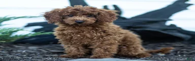 Roxy Toy Poodle Puppy 
