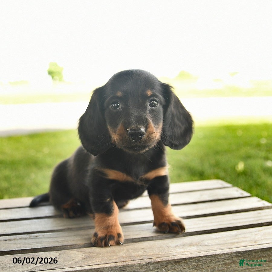 Miniature Dachshund dogs Nacho - Ad 1