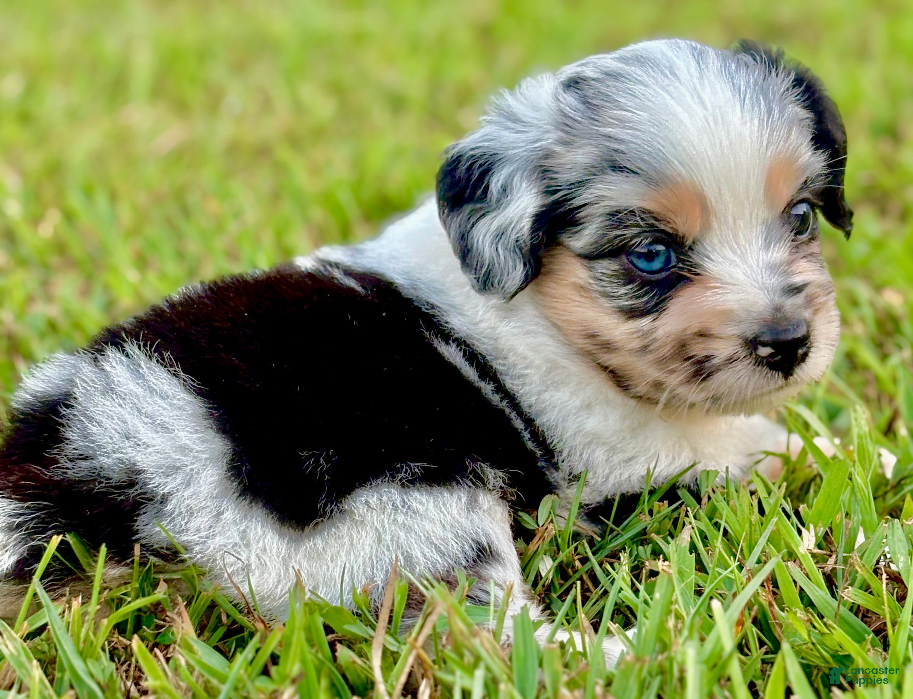 Toy Australian Shepherd dogs Lilly - Ad 1