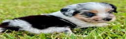 Toy Australian Shepherd dogs for sale: Lilly - Ad 1