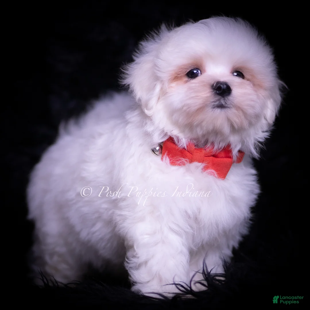 Maltese dogs for sale: Risque - Ad 5