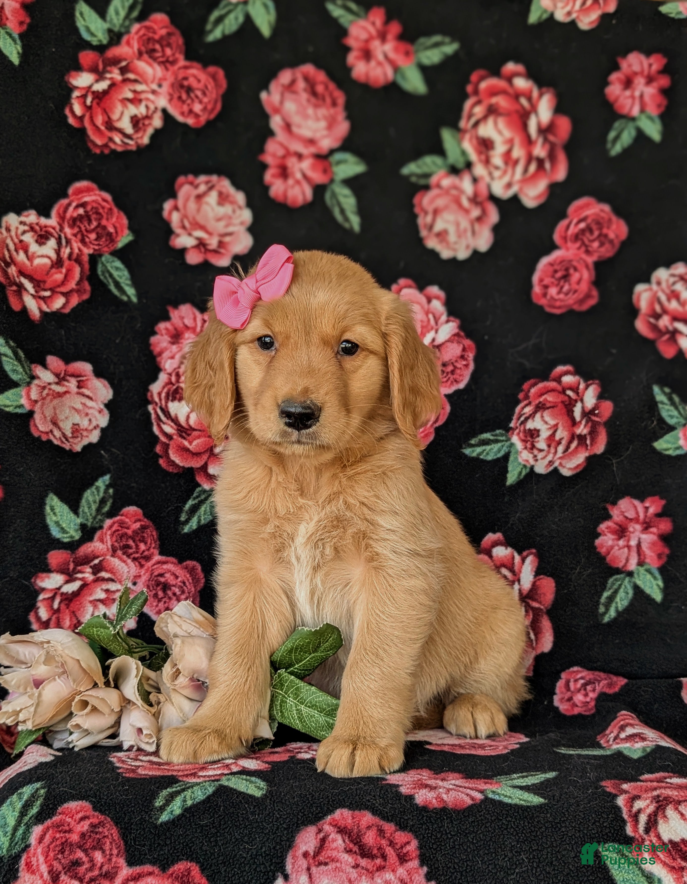 Golden Retriever dogs Camdyn - Ad 1