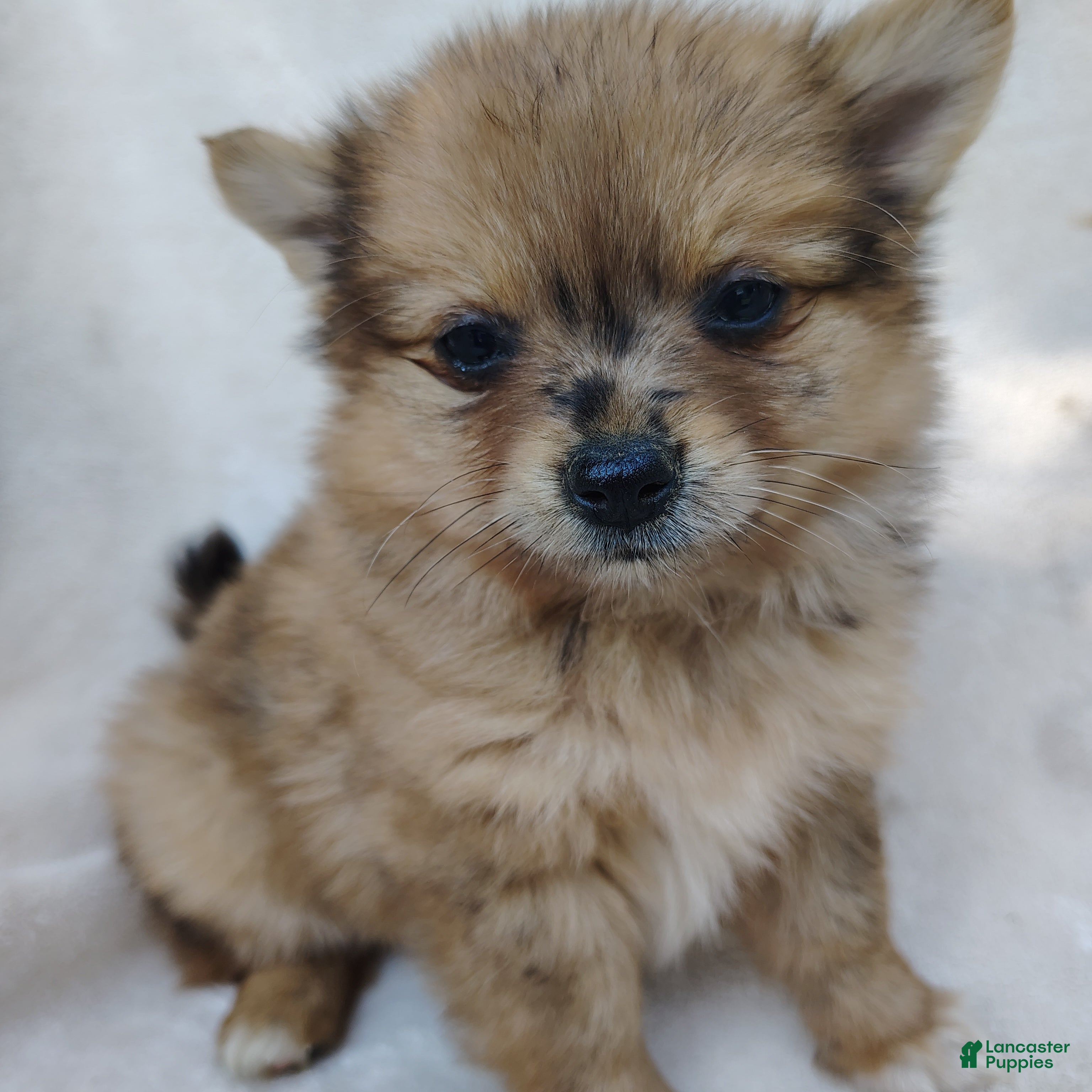 Pomchi dogs Kit kat - Ad 1