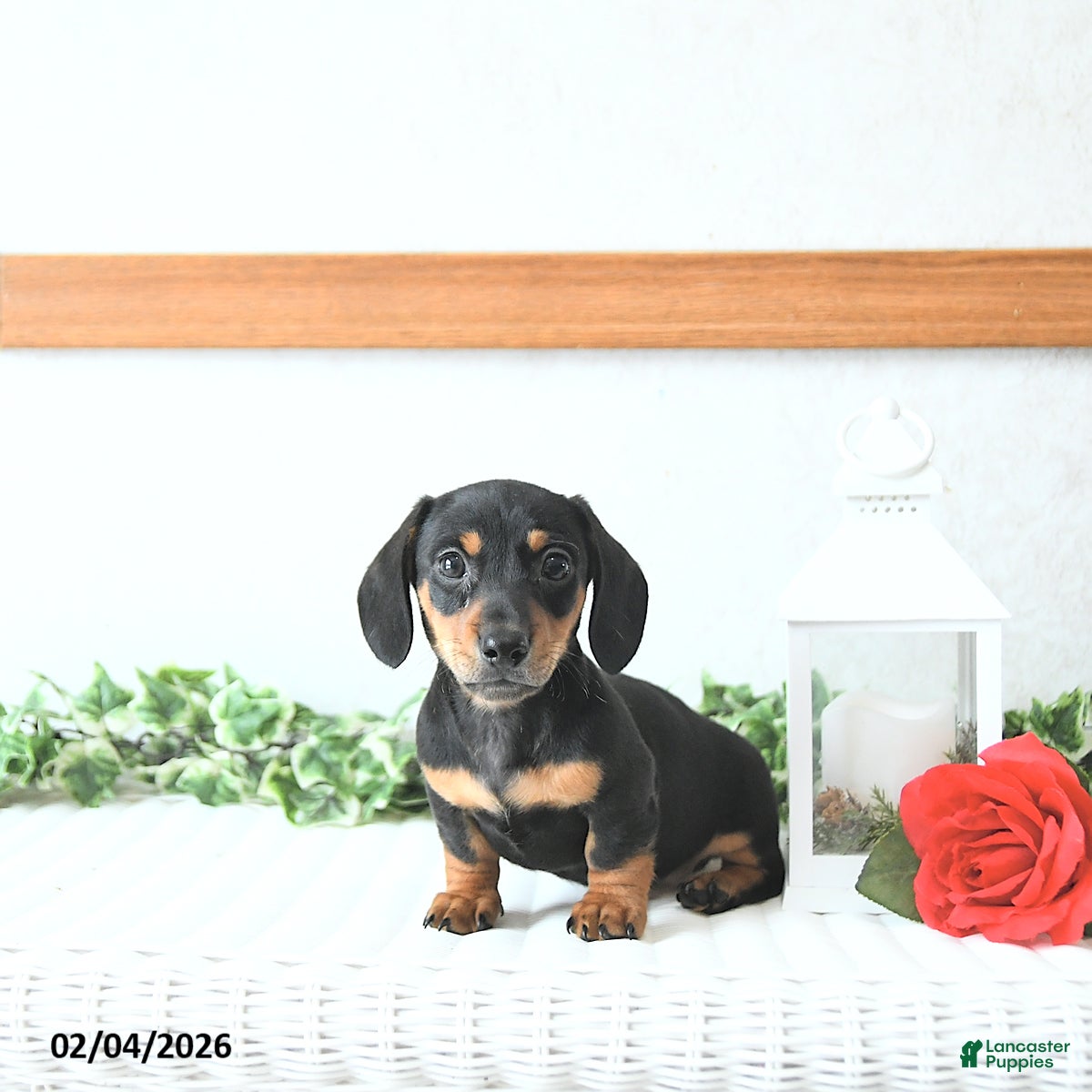 Miniature Dachshund dogs Valentine - Ad 8