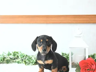 Miniature Dachshund dogs Valentine - Ad 8