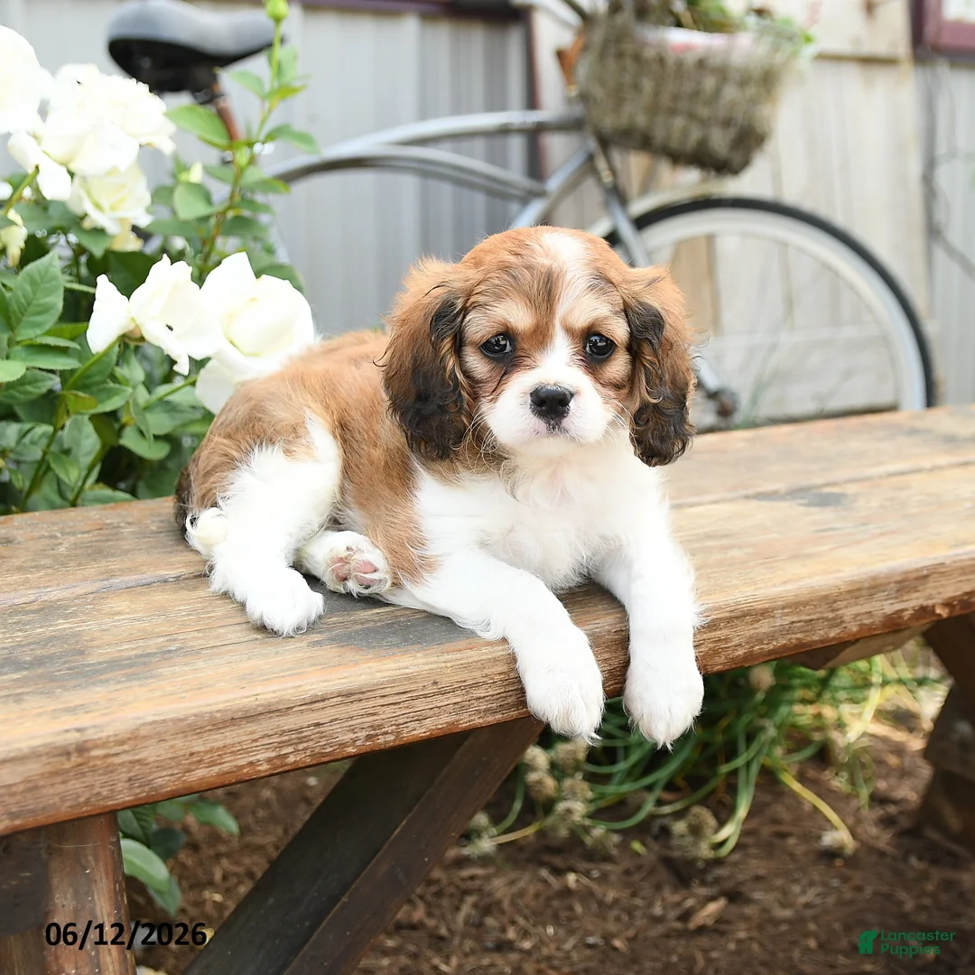 Cavachon dogs for sale: Willa - Ad 3