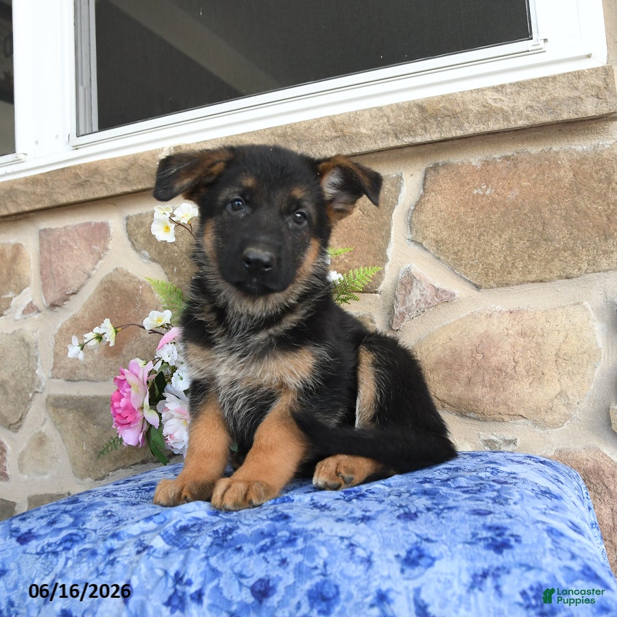 German Shepherd dogs Saffron - Ad 1