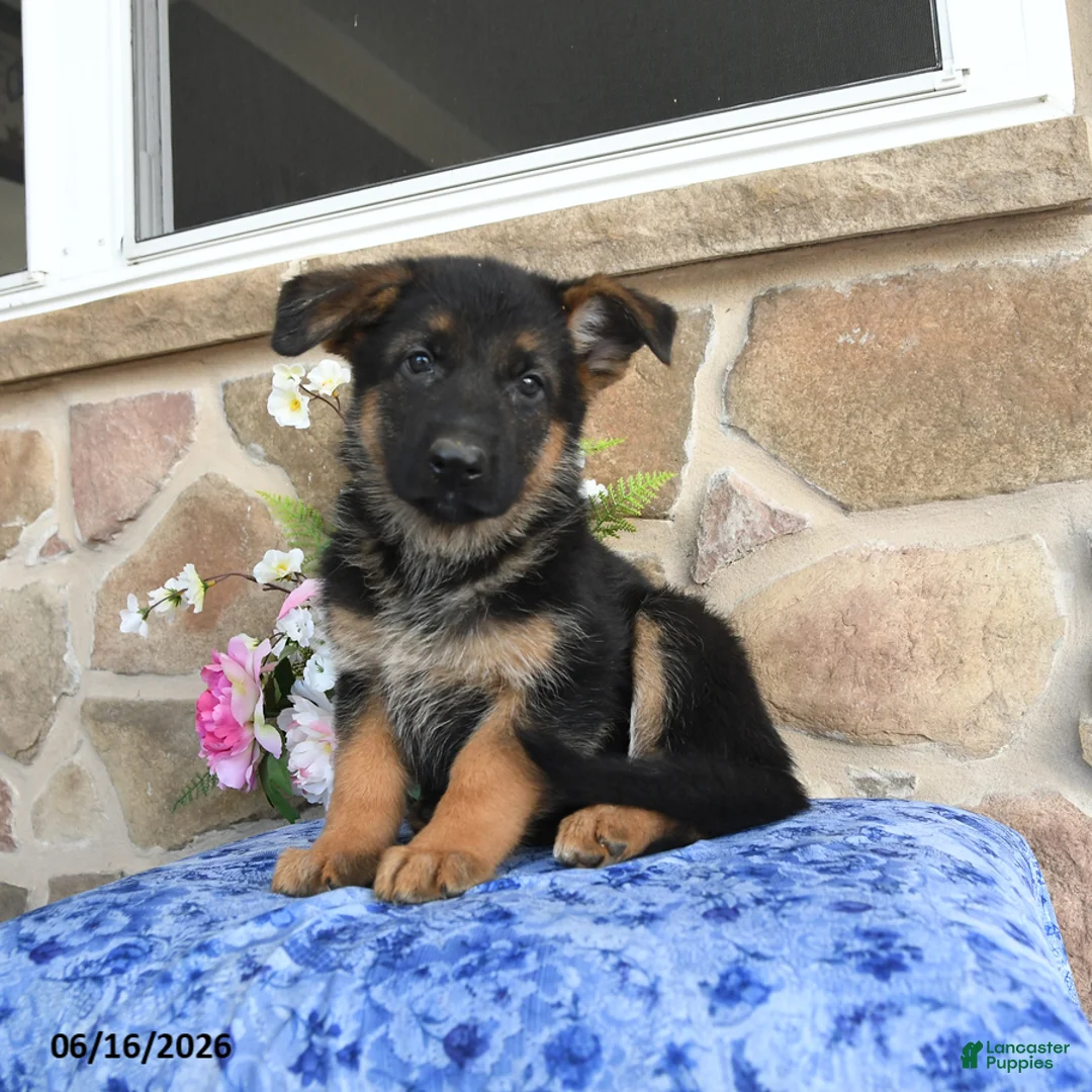 German Shepherd dogs for sale: Saffron - Ad 1