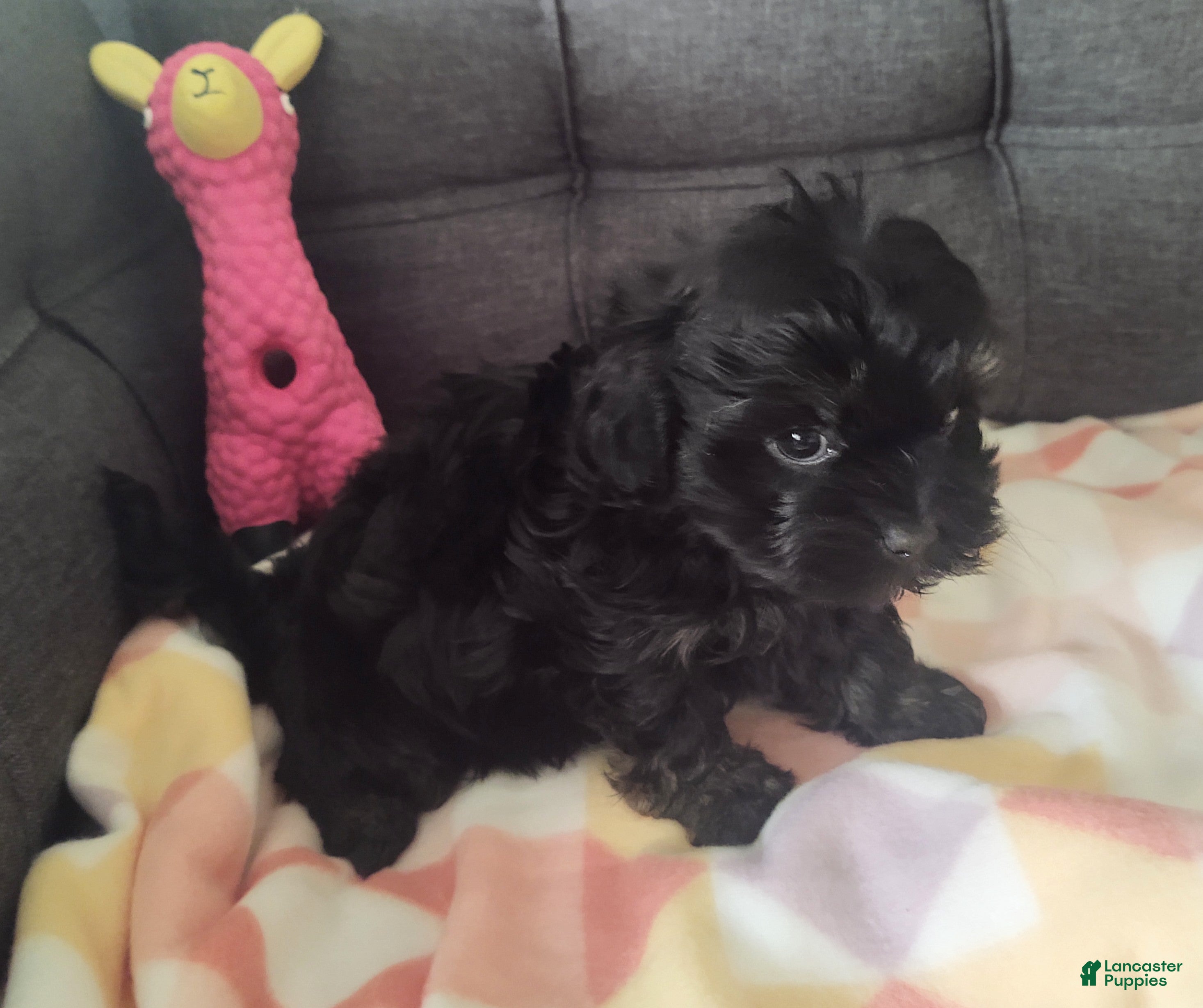 Yorkiepoo dogs Pearl - Ad 2