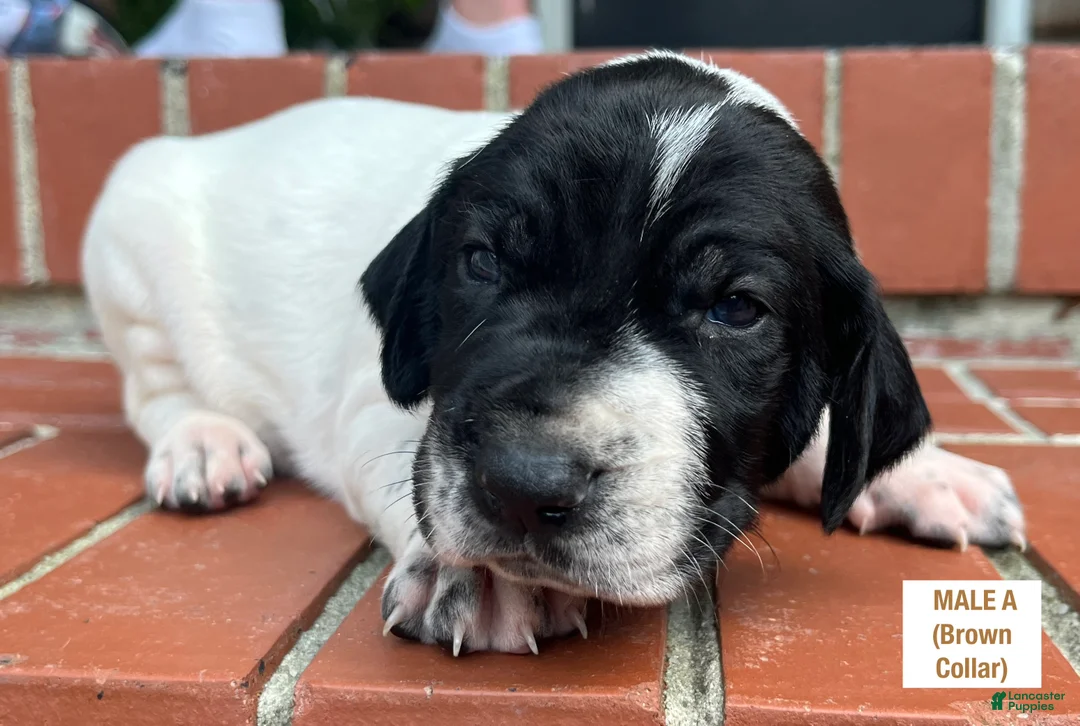 German Shorthaired Pointer dogs for sale: German Shorthaired Pointer (Male A) - Ad 1