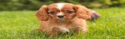 Cavalier King Charles Spaniel dogs for sale: Freddy Cavalier King Charles Spaniel  - Ad 6