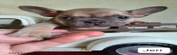 Frenchton dogs for sale: Jeri - Ad 5