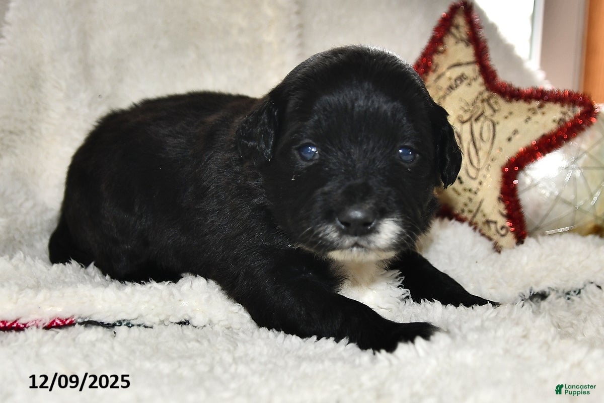 Portuguese Water Dog dogs Dimples - Ad 5