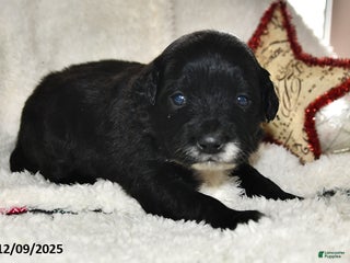 Portuguese Water Dog dogs for sale: Dimples - Ad 2