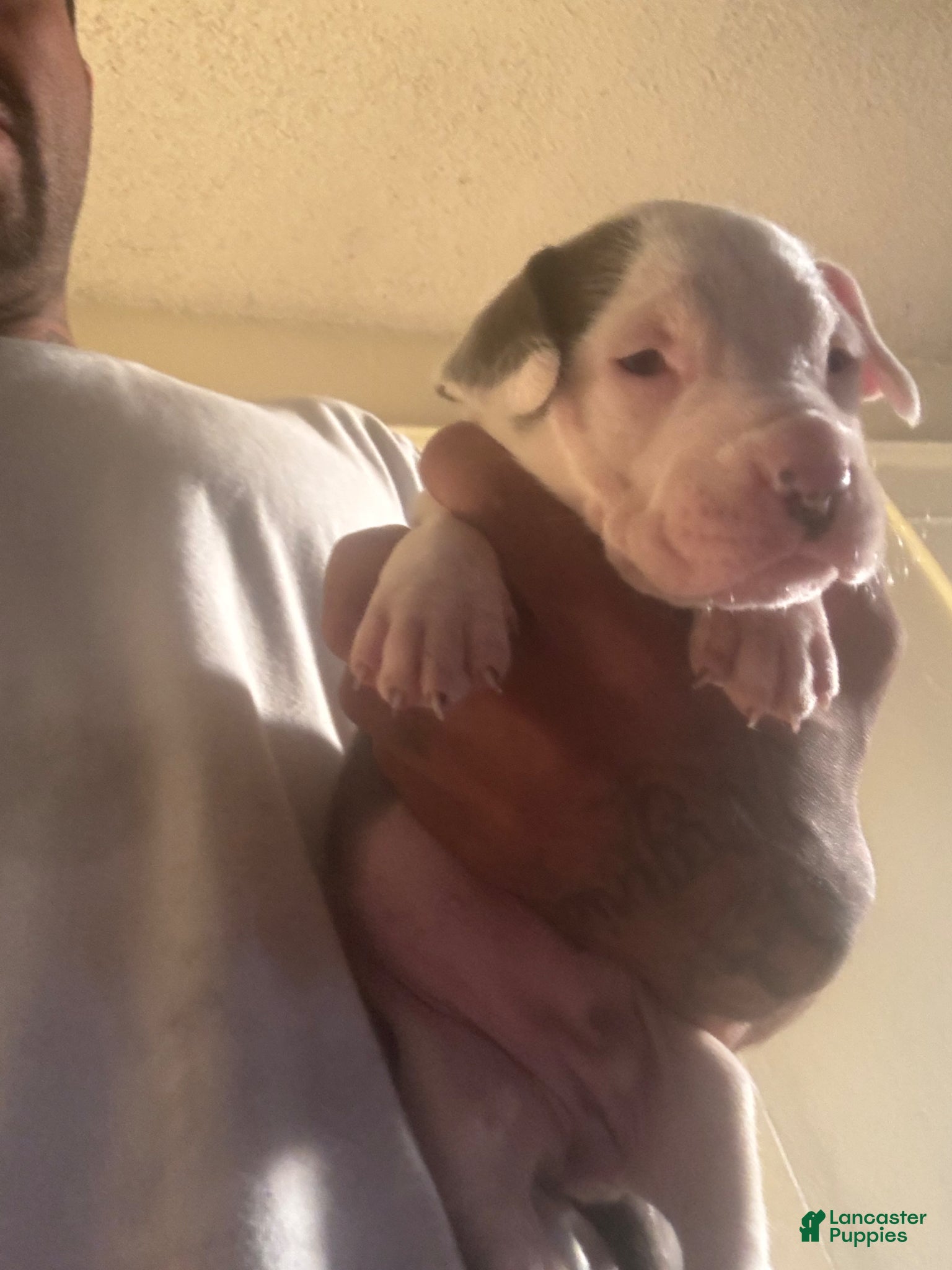 American Pit Bull Terrier dogs American Pit Bull Terrier Puppy 1 - Ad 8