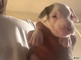 American Pit Bull Terrier dogs American Pit Bull Terrier Puppy 1 - Ad 38