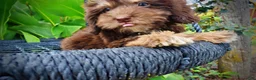Havapoo dogs for sale: Frisky - Ad 4