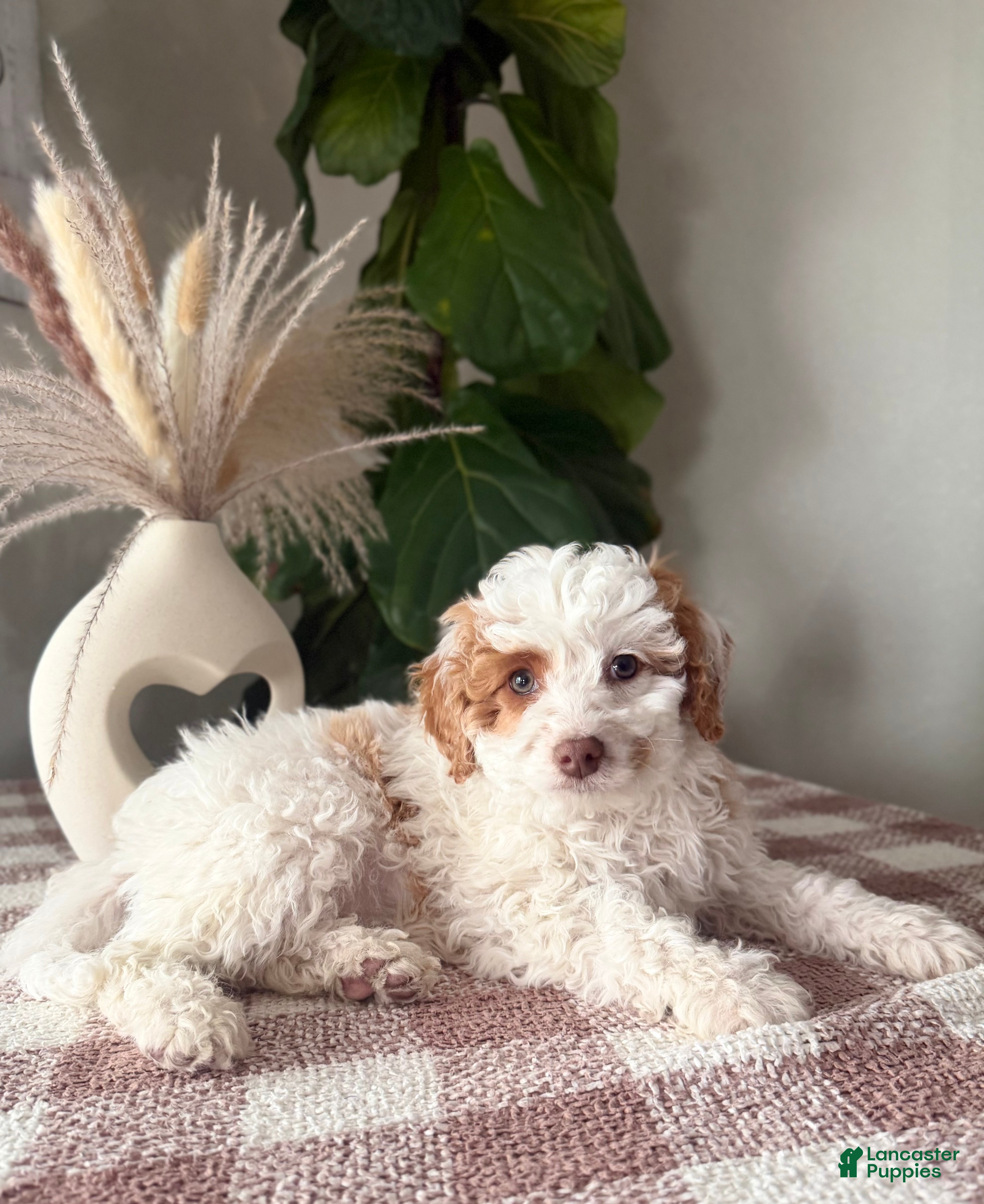Cavapoo dogs Paige - Ad 1