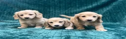 Miniature Dachshund dogs for sale: Miniature Dachshund 1 - Ad 3