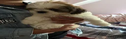 Shih Tzu dogs for sale: Buzz - Ad 3