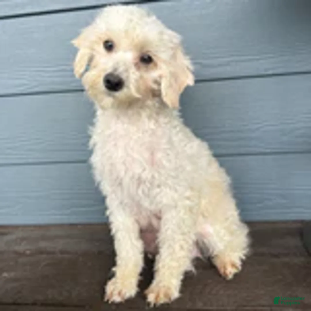 Cavapoo dogs for sale: Chilly - Ad 4