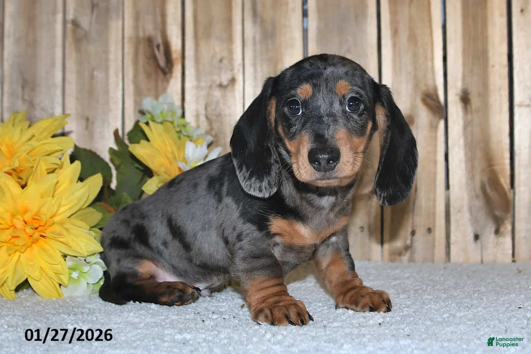 Miniature Dachshund dogs for sale: Walter - Ad 3