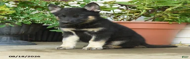 Tango