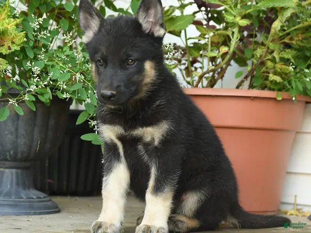 Gerberian Shepsky dogs for sale: Tango - Ad 1