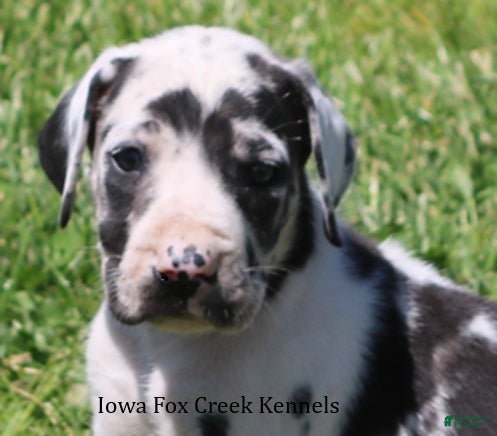 Great Dane dogs Molly - Ad 39