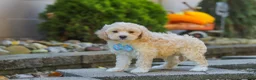 Maltipoo dogs for sale: Brooks - Ad 5