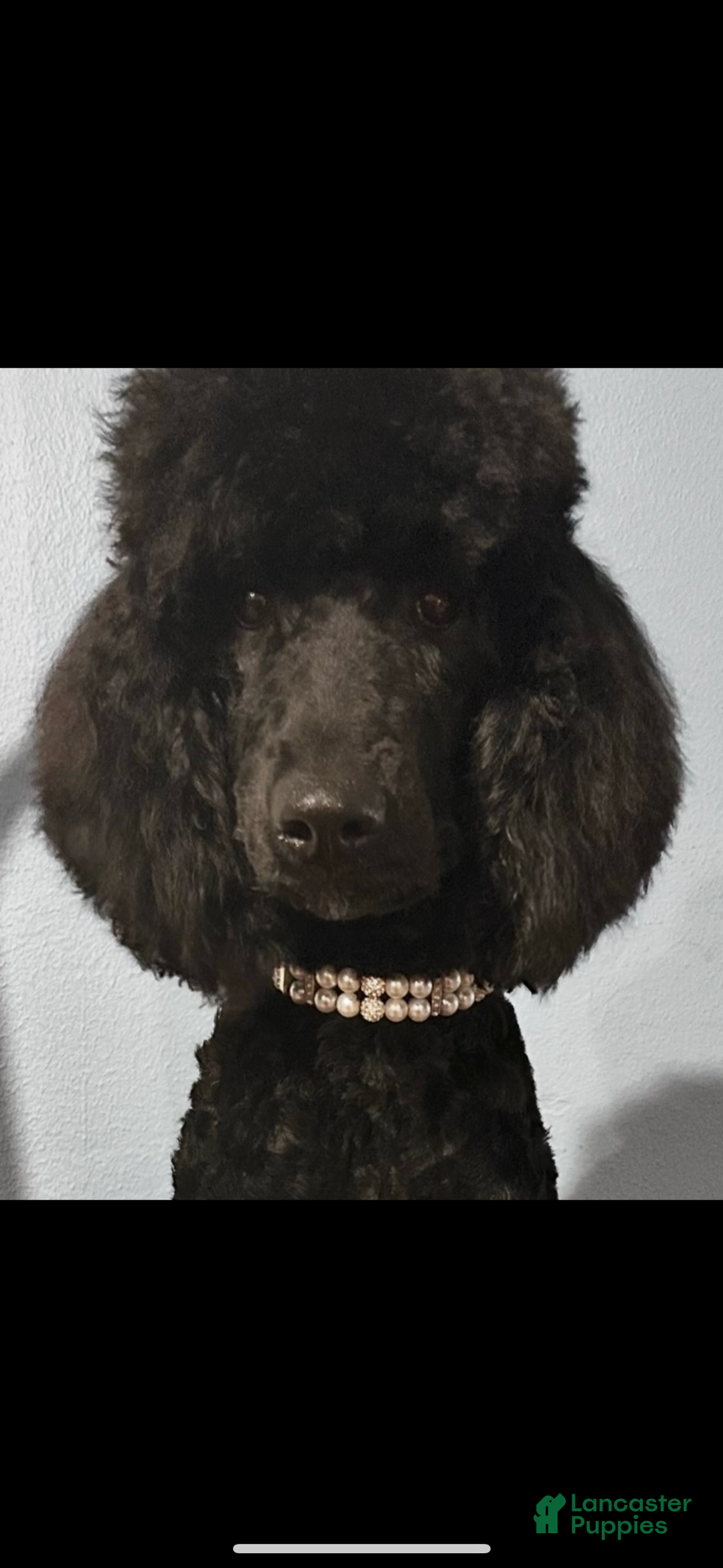 Standard Poodle dogs for sale: Standard Poodle Puppy 2 - Ad 2