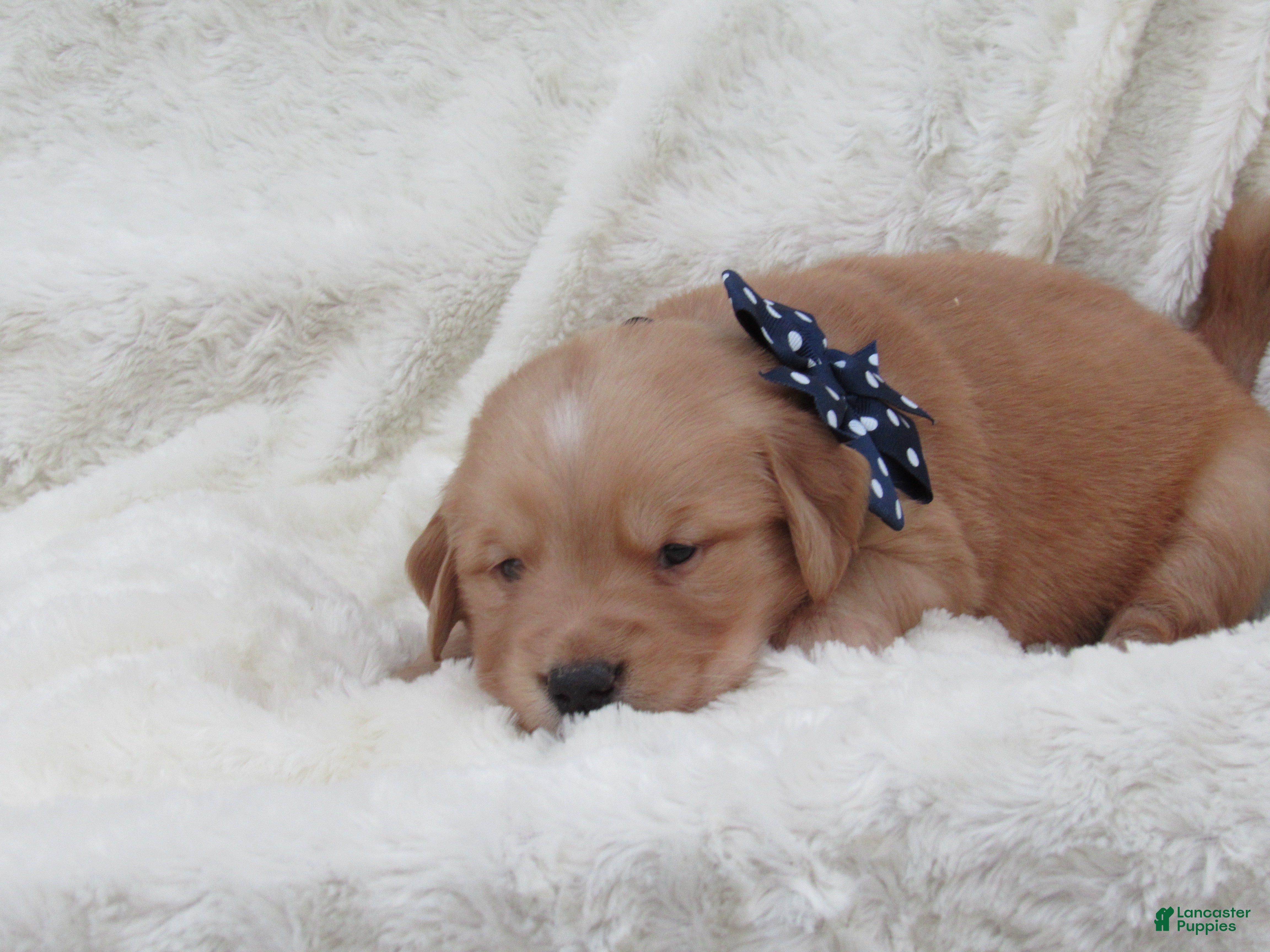 Golden Retriever dogs LYLE - Ad 1